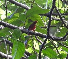 Phoenicircus carnifex