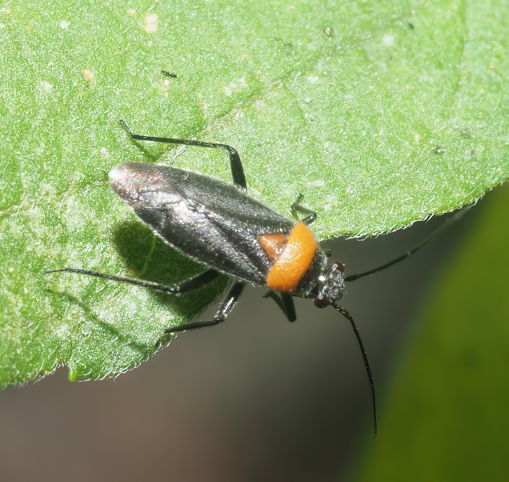 Lopidella oaxacensis