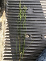 Juncus anthelatus