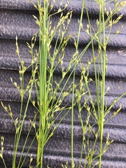 Juncus anthelatus