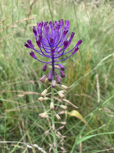 Tratinčica (Muscari comosum)