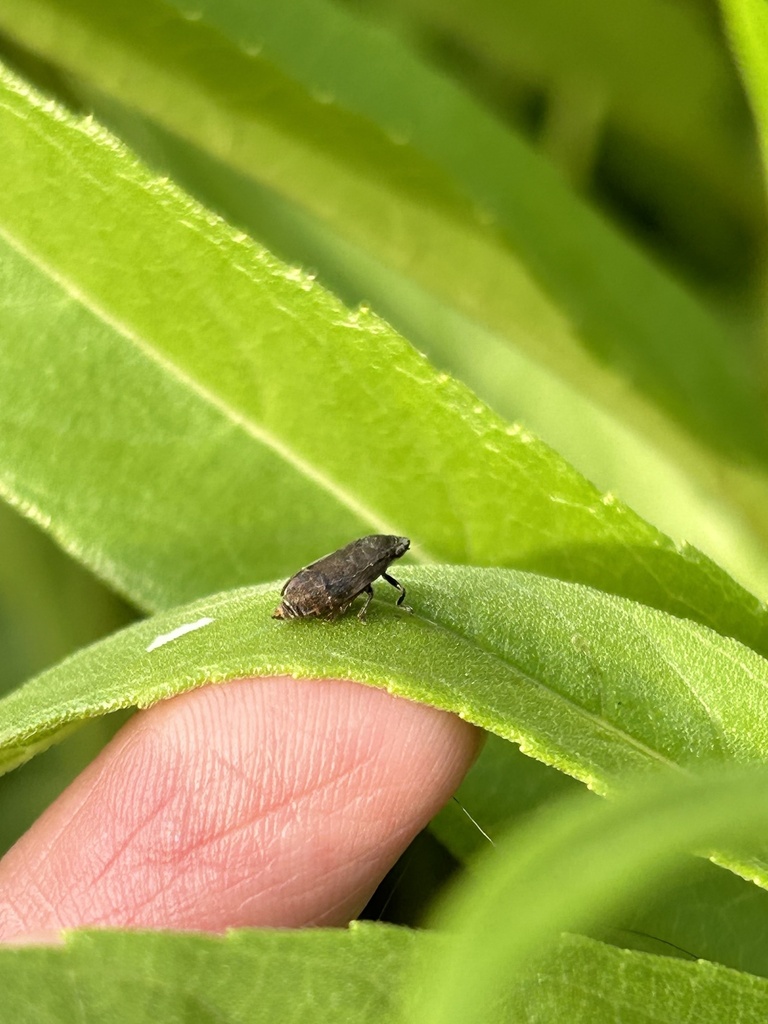 Philaronia abjecta