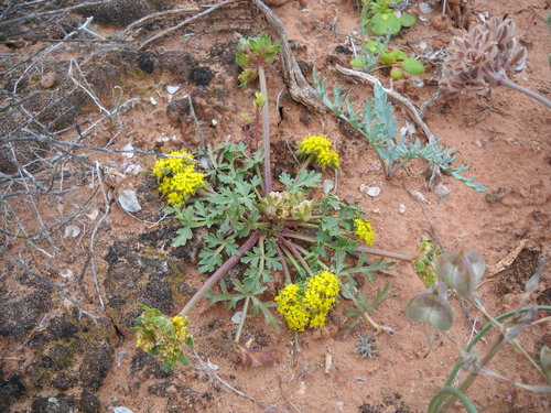 Cymopterus glomeratus