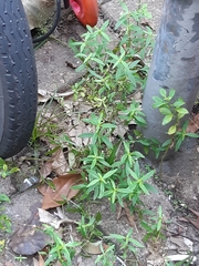 Hedyotis