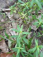 Hedyotis