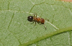 Turneria bidentata