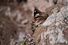 Diaethria bacchis