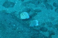 Chaetodon multicinctus