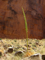 Agave utahensis kaibabensis