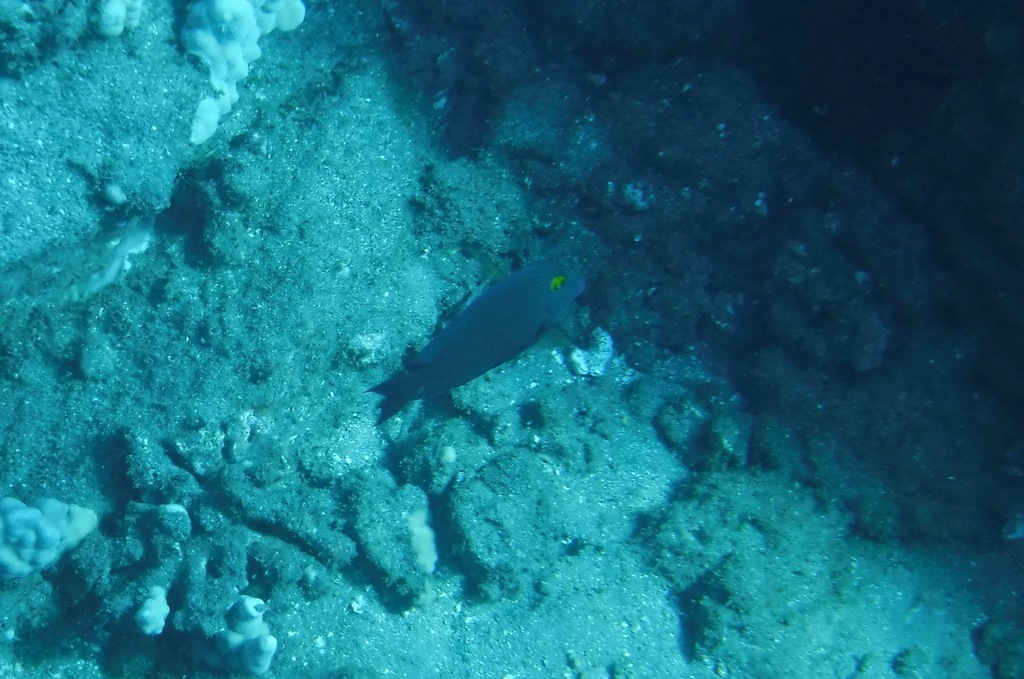 Spotted surgeonfish