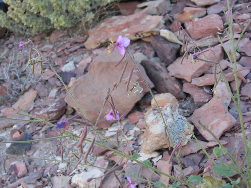 Atwood's evening primrose (Camissonia atwoodii)