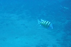 Abudefduf abdominalis