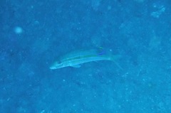 Labroides phthirophagus