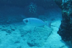 Priacanthus meeki