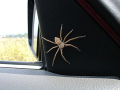 Olios sericeus