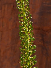 Agave utahensis kaibabensis