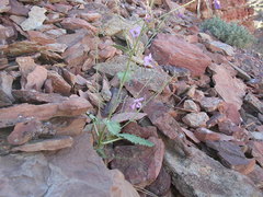 Chylismia atwoodii