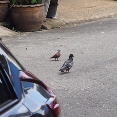 Streptopelia tranquebarica