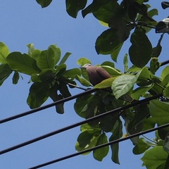 Streptopelia tranquebarica