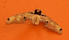 Adhemarius gannascus