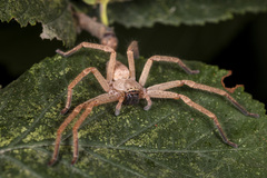 Olios sericeus