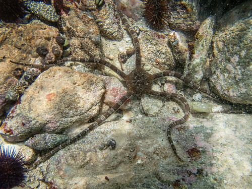 Brown Brittle Star, Ag. Georgios 383 34, Greece, photo 9 of 10