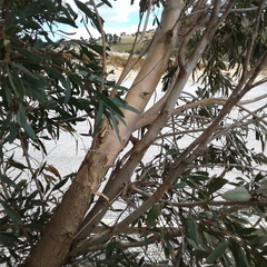 Eucalyptus porosa