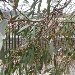Eucalyptus porosa