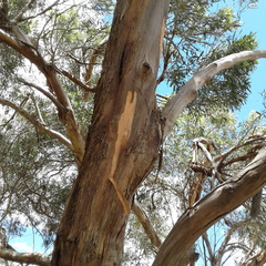 Eucalyptus porosa
