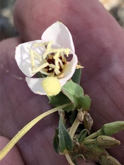 Chylismia claviformis integrior