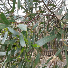Eucalyptus porosa