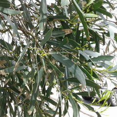 Eucalyptus porosa