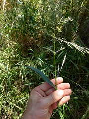 Arrhenatherum elatius elatius