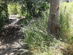 Arrhenatherum elatius elatius