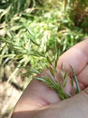 Arrhenatherum elatius elatius