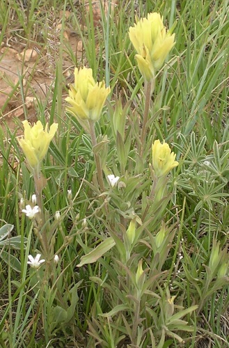 Kaibab Plateau Indian paintbrush (Castilleja kaibabensis)