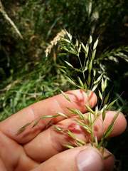 Arrhenatherum elatius elatius