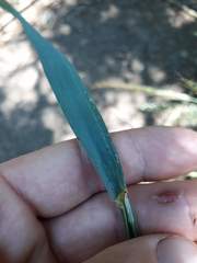 Arrhenatherum elatius elatius