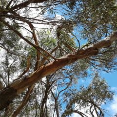 Eucalyptus porosa