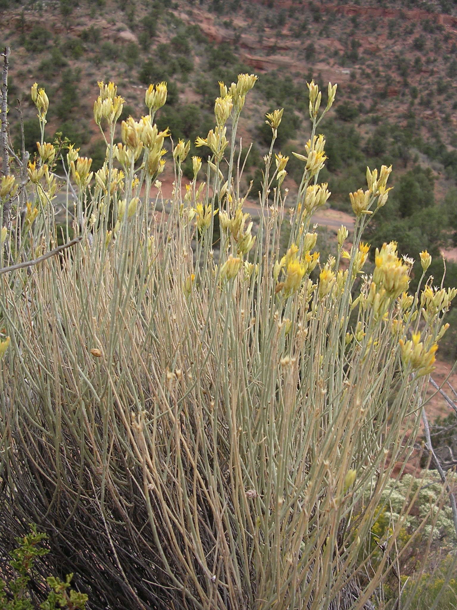 Ericameria nauseosa var. juncea