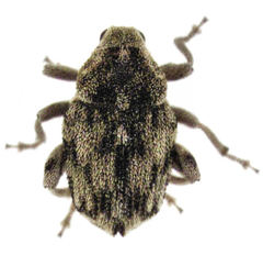 Hypurus bertrandi