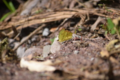 Abaeis salome jamapa