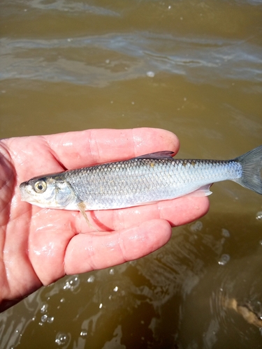 Danilevskii's dace (Leuciscus danilewskii) — Cyprinidae