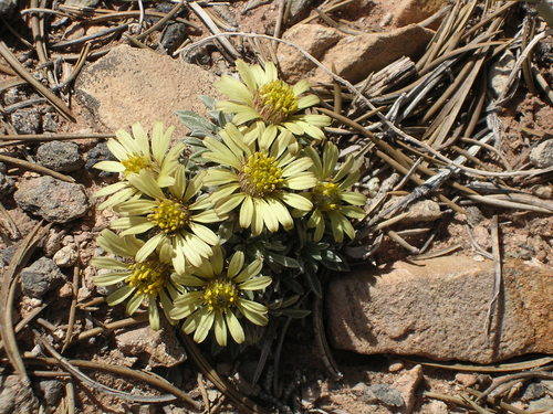 Last Chance Townsend daisy (Townsendia aprica)