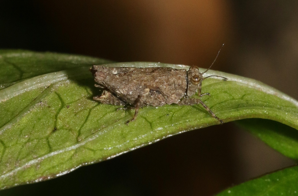 Coptotettix planus