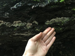 Serpulaceae