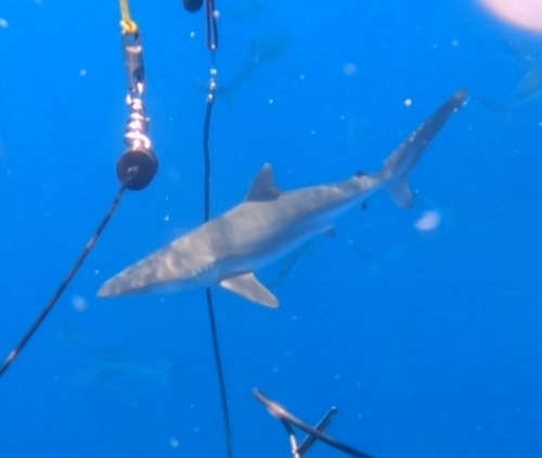 Silky Shark