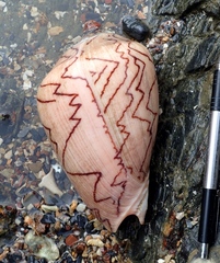 Cymbiola nobilis