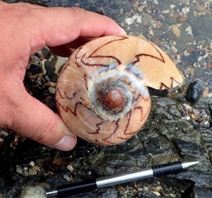 Cymbiola nobilis