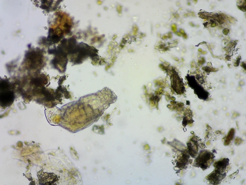 Philodinidae
